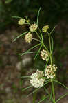 Whorled milkweed